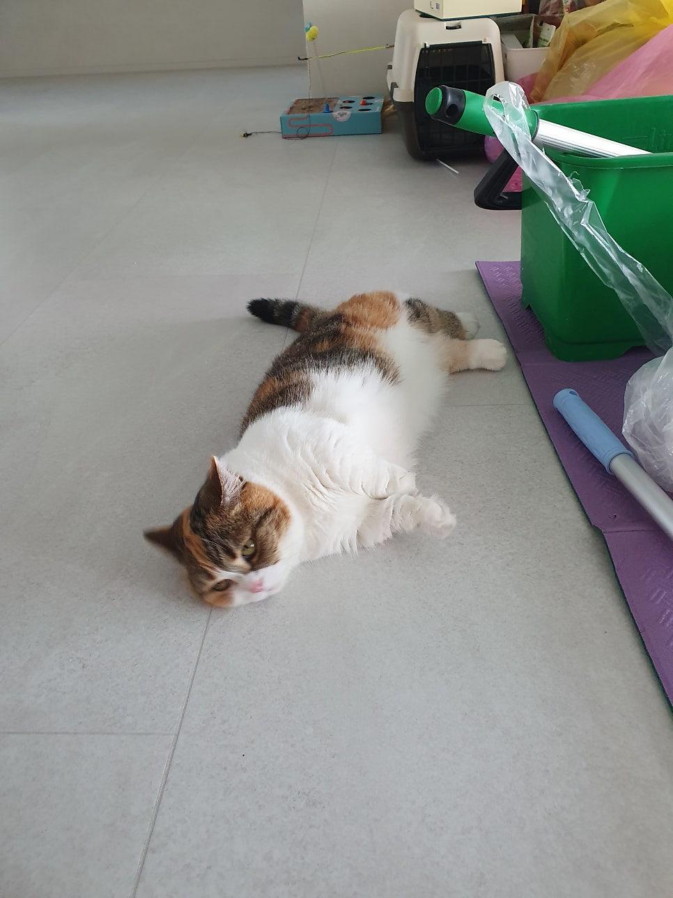 청소 도구와 함께 쉬고 있는 고양이