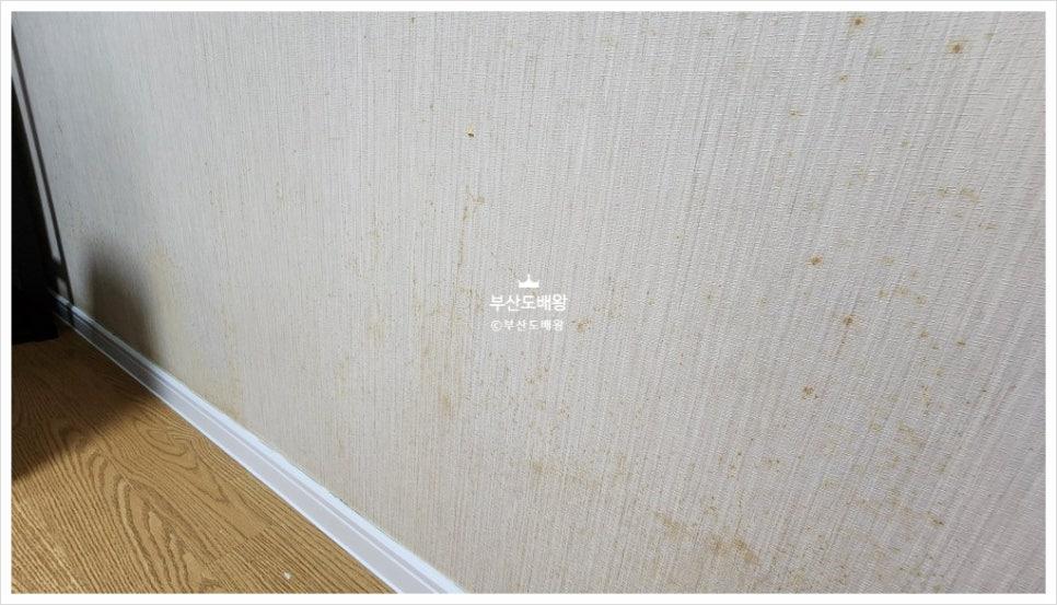 노란 얼룩과 오염이 확인되는 기존 벽지 상태