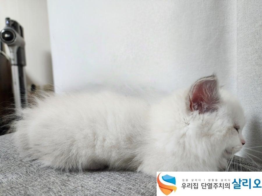 소파 위에서 휴식을 취하고 있는 하얀 고양이