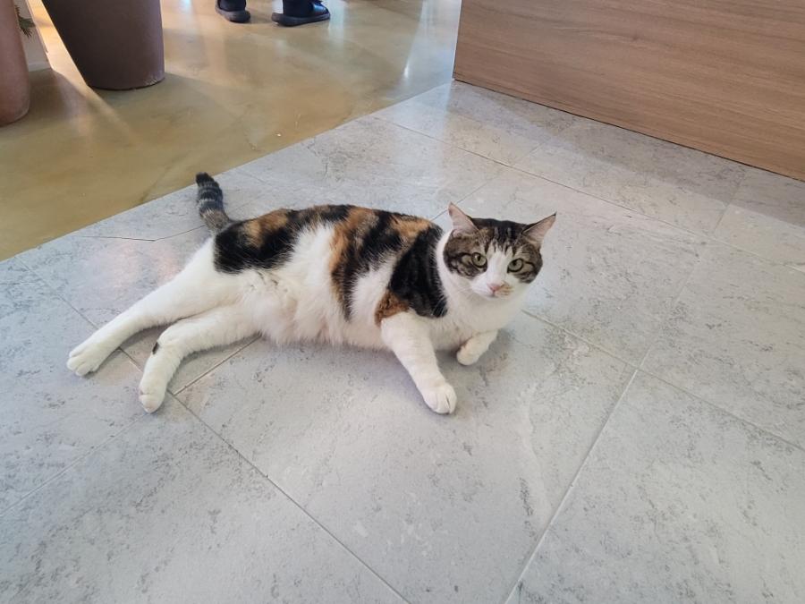 흰색 타일 바닥과 나무 벽면 앞에 누운 고양이
