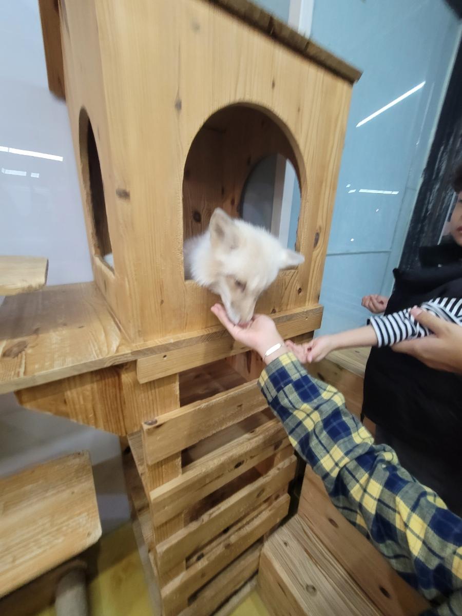 제작 중인 나무 재질의 동물 용품 가구